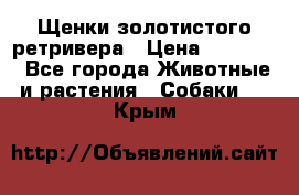 Щенки золотистого ретривера › Цена ­ 15 000 - Все города Животные и растения » Собаки   . Крым